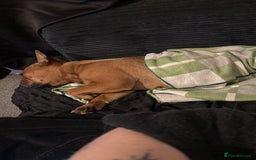 French Bulldog dogs for sale: lupo the french bulldog  - Advert 7