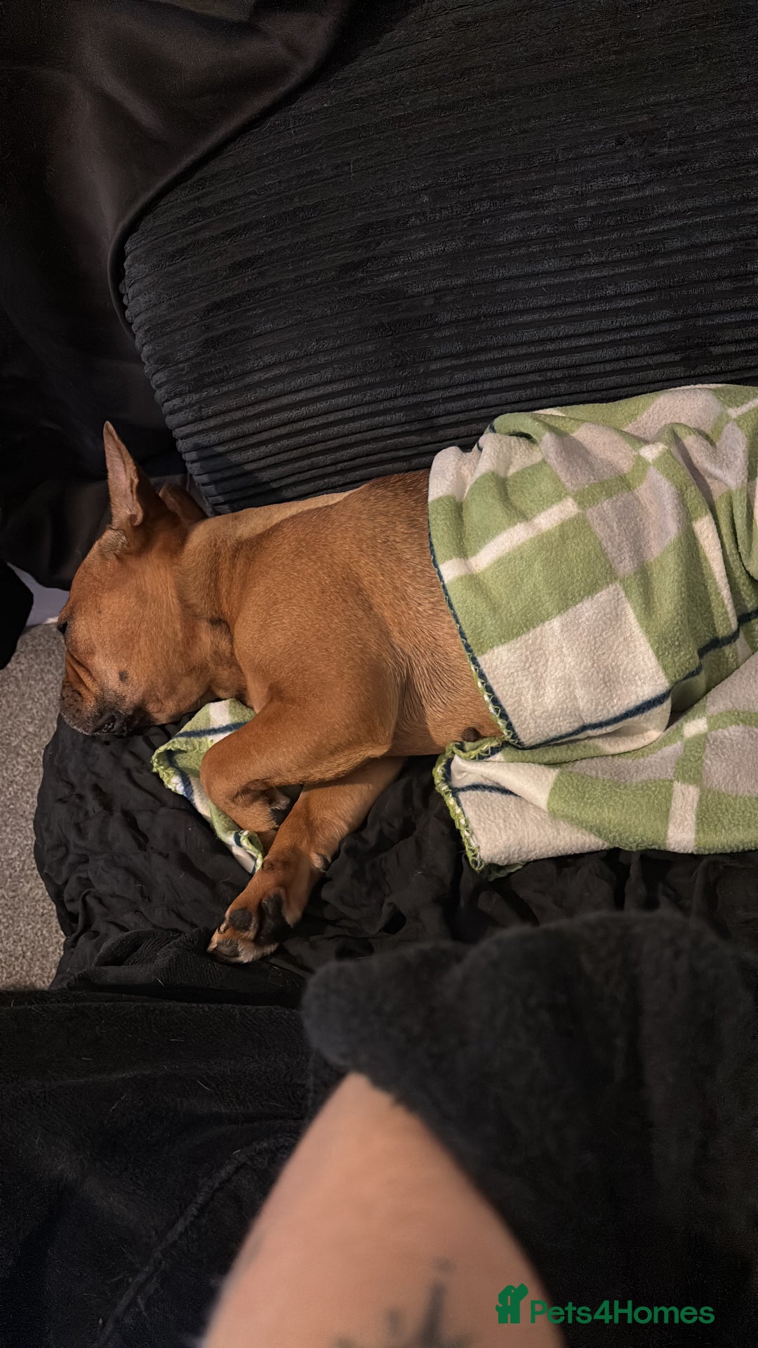 French Bulldog dogs for sale: lupo the french bulldog  - Advert 7