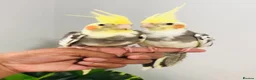 Cockatiels birds for sale: Beautiful hand tamed cockatiels for sale. - Advert 1