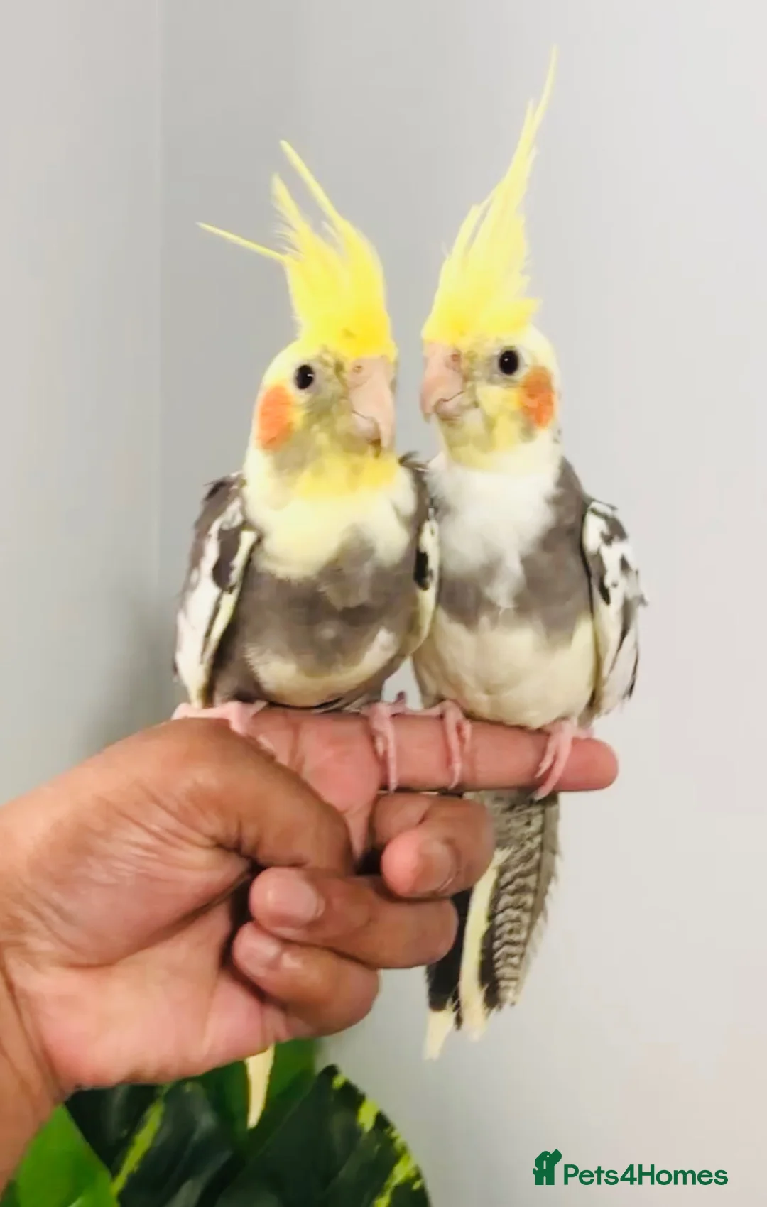 Cockatiels birds for sale: Beautiful hand tamed cockatiels for sale. - Advert 1