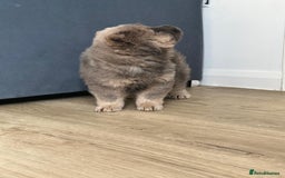 Chow Chow dogs for stud: Pumba direct at at  - Image 4