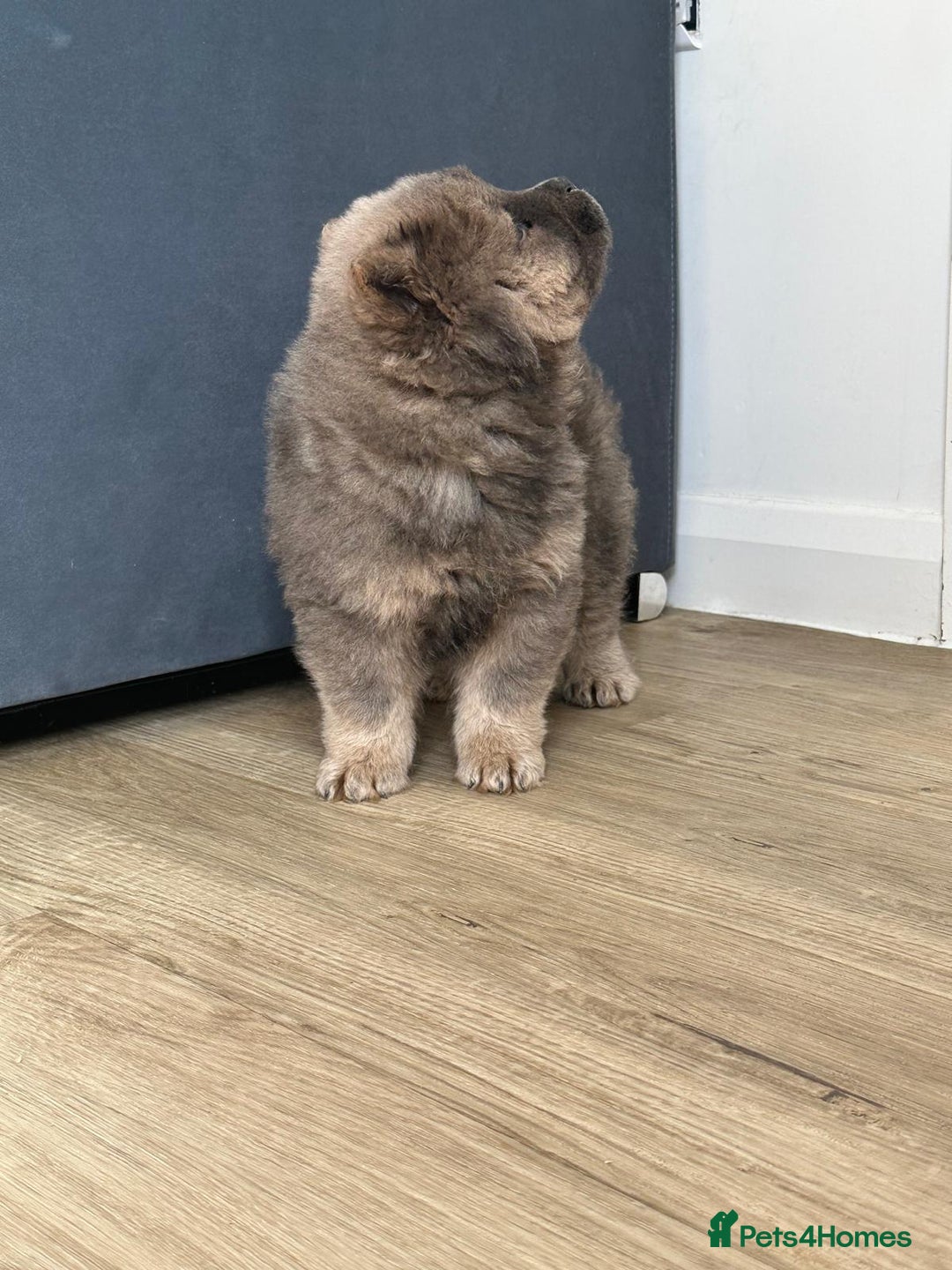 Chow Chow dogs for stud: Pumba direct at at  - Image 4