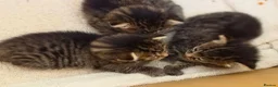Mixed Breed cats for sale: 3 beautiful gray tabby kittens  in Doncaster - Advert 14