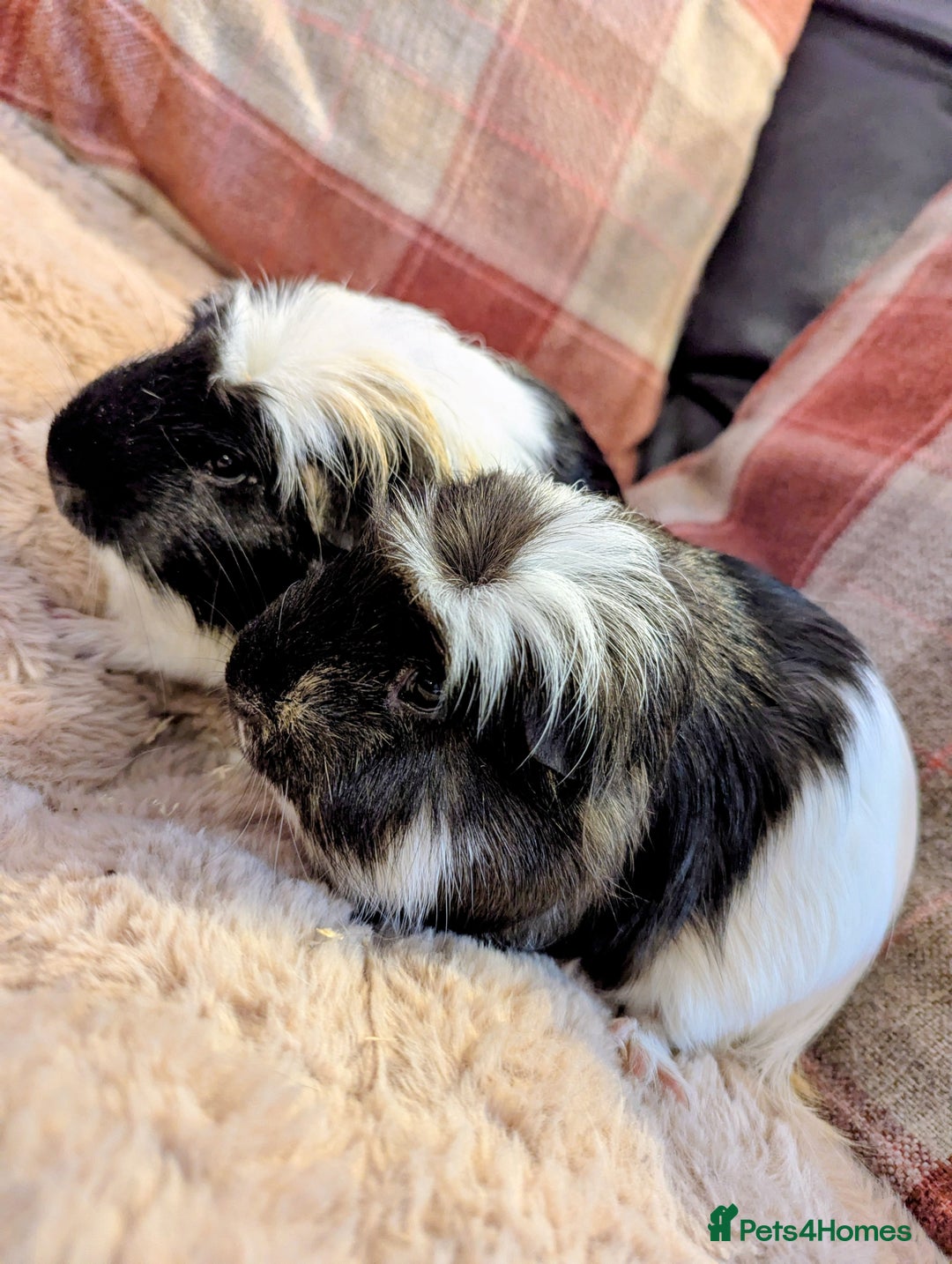 Guinea Pig rodents for sale: Pair of beautiful male sheltie guinea pigs  - Advert 3