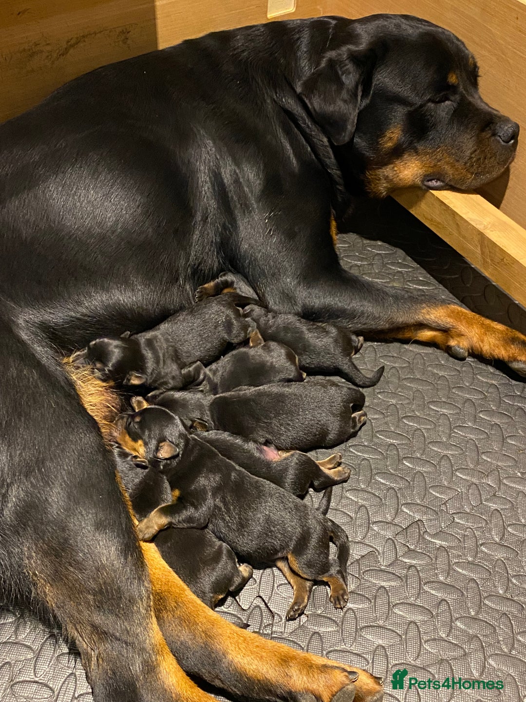 Rottweiler dogs for sale: Purebred Rottweiler Puppies - Advert 1