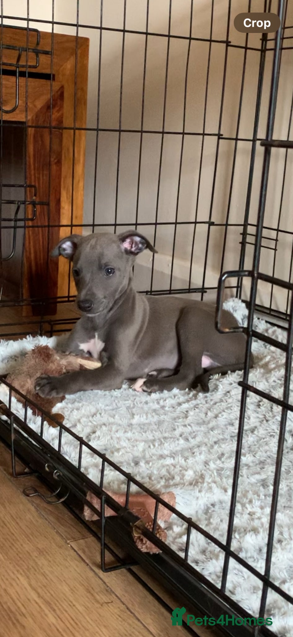 Whippet dogs Blue Kennel Club Registered Whippet pups - Advert 2