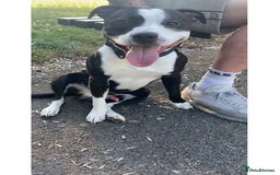 Staffordshire Bull Terrier dogs for stud: STUD  - Image 1