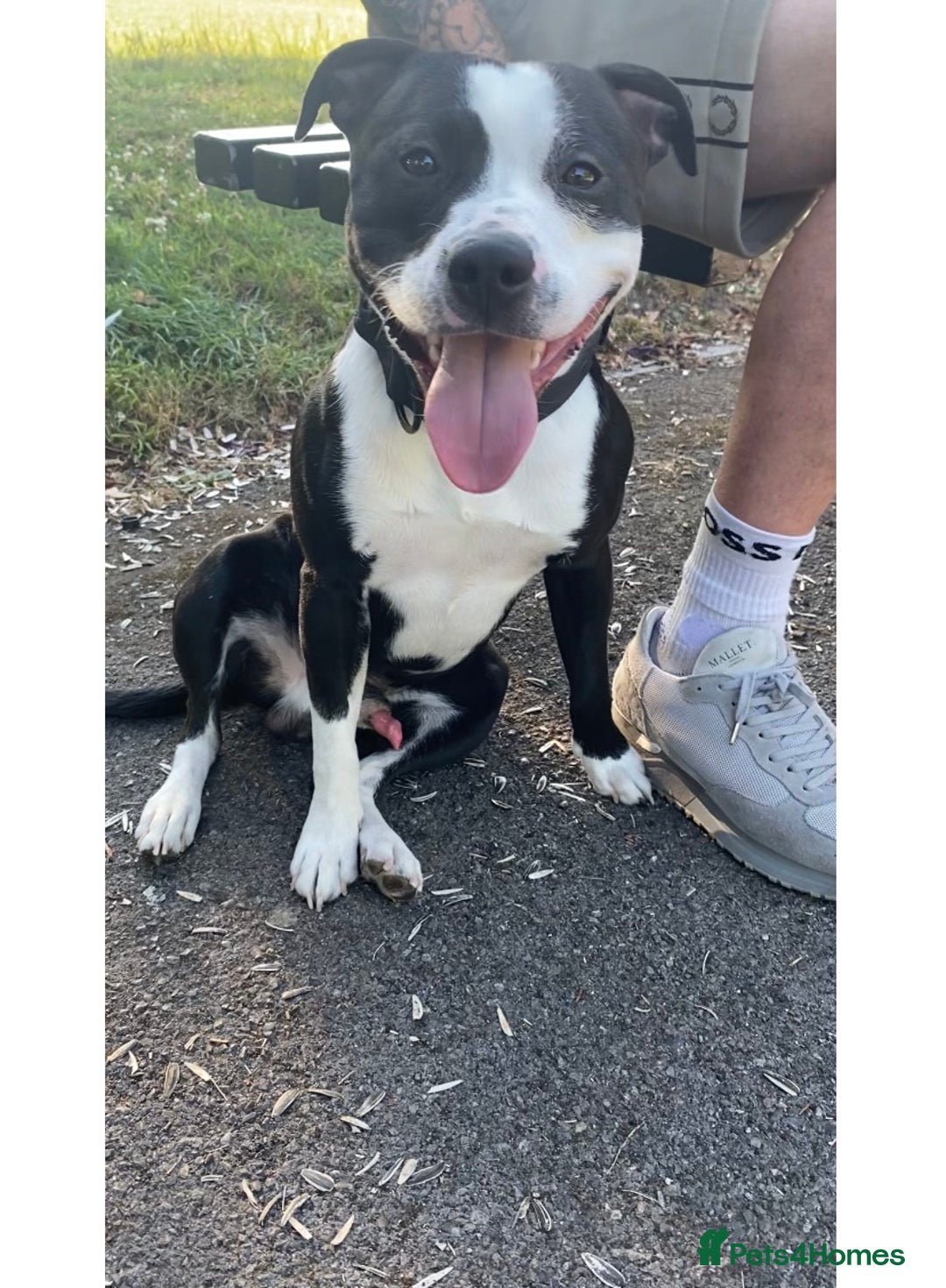 Staffordshire Bull Terrier dogs for stud: STUD  - Image 1