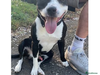 Staffordshire Bull Terrier dogs - Advert 7