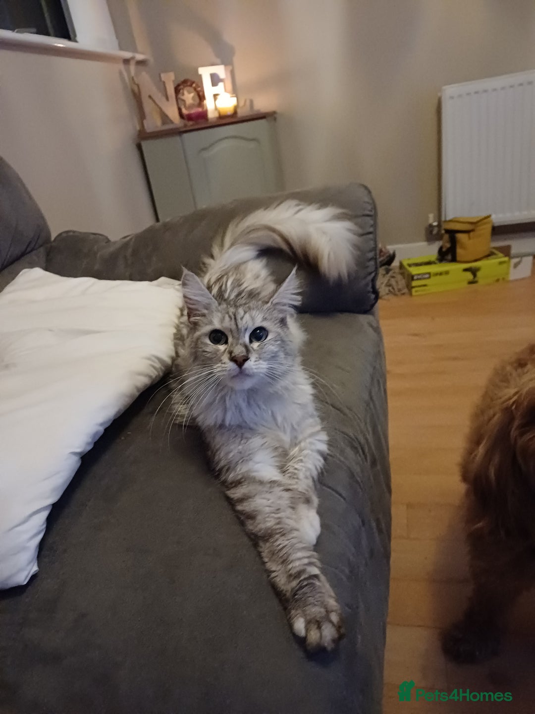 Maine Coon cats for sale: Maine Coon female  - Advert 1