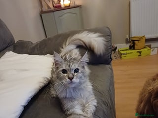 Maine Coon cats Maine Coon female - Advert 4