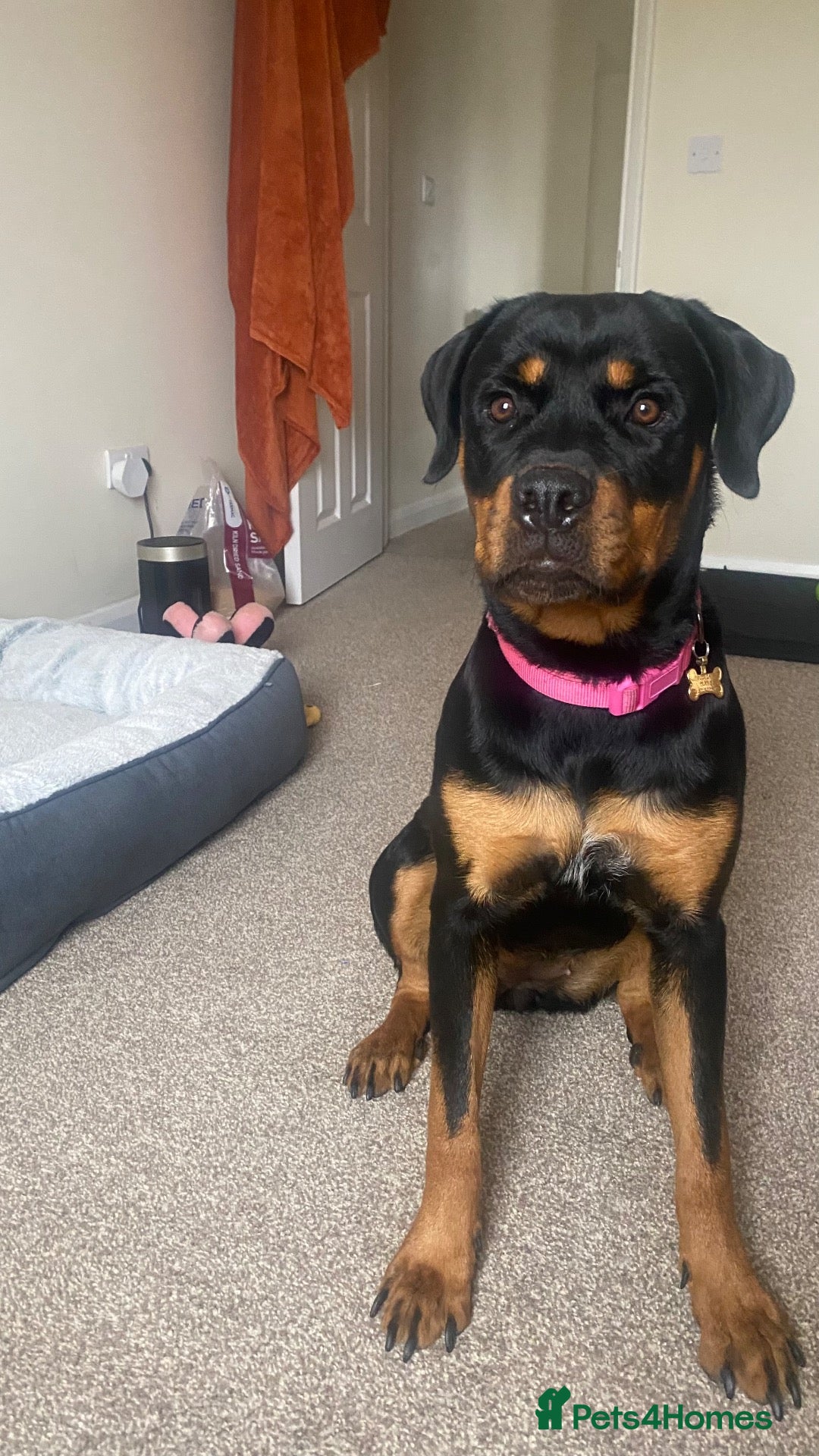 Rottweiler dogs 9 month Rottweiler  - Advert 1
