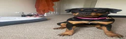 Rottweiler dogs for sale: 9 month Rottweiler  in Bognor Regis - Advert 1