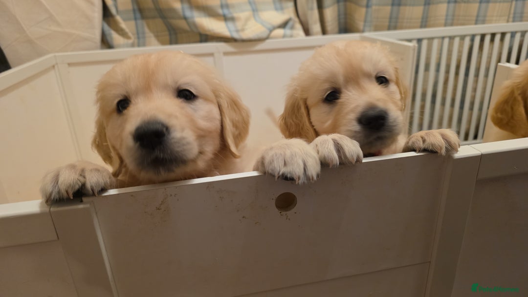 Golden Retriever dogs for sale: RKC reg Golden Retriever puppies - Advert 1