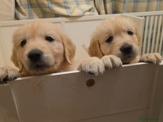 Golden Retriever dogs RKC reg Golden Retriever puppies - Advert 5