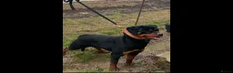 Rottweiler dogs for sale: Female Rottweiler 16 months old for show& breeding - Advert 2