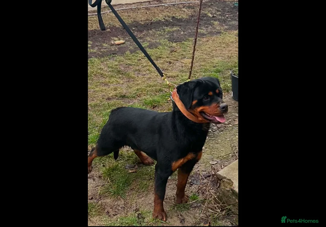 Rottweiler dogs for sale: Female Rottweiler 16 months old for show& breeding - Advert 2