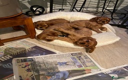 Cavalier King Charles Spaniel dogs for sale: Stunning Cavalier king Charles Spanniel Puppies - Advert 12