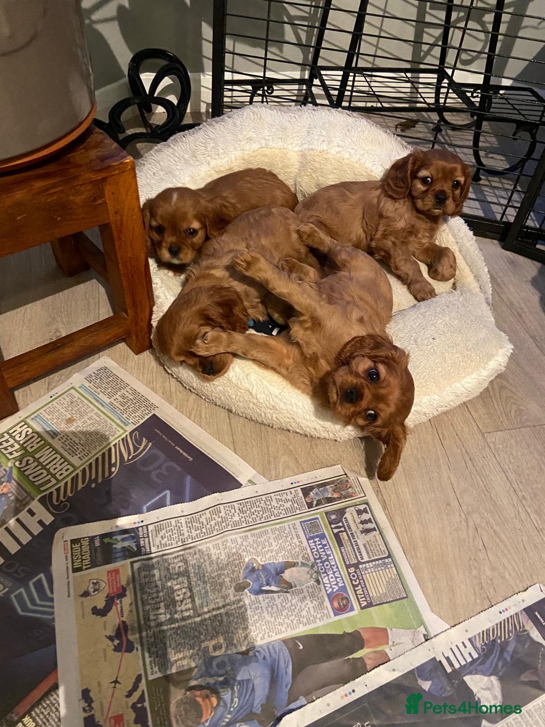 Cavalier King Charles Spaniel dogs for sale: Stunning Cavalier king Charles Spanniel Puppies - Advert 12