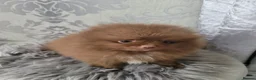 Pomeranian dogs for sale: 2 stunning poms  in Gainsborough - Advert 16