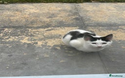 Domestic Shorthair cats for sale: Female kittens - Image 5