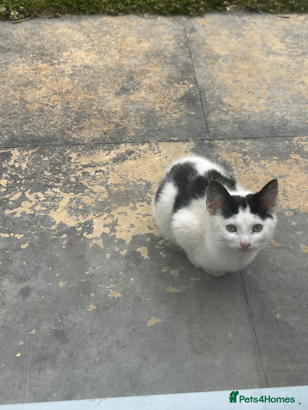 Domestic Shorthair cats for sale: Female kittens - Image 5
