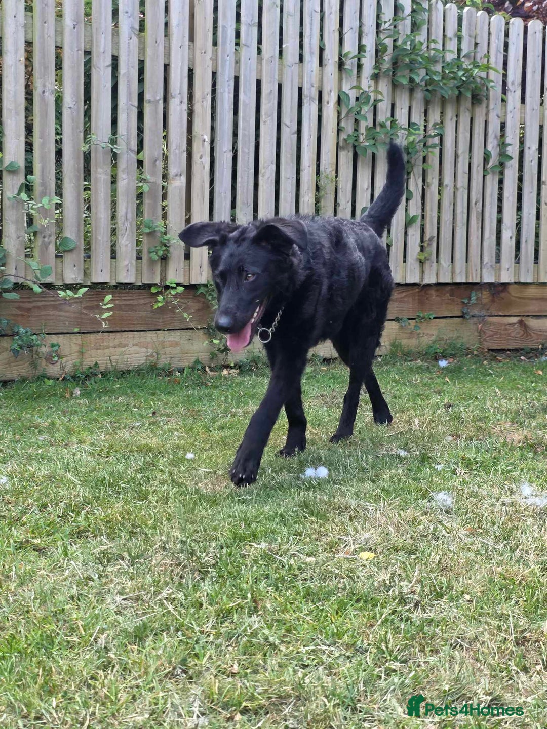 Mixed Breed dogs for adoption: JENNY - RESERVED in Gloucester - Image 12