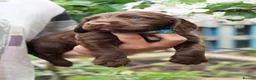Sprocker dogs for sale: Joyful Sprocker Puppies for Sale - Advert 10