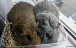 Guinea Pig rodents for sale: 2 girl guinea pig  - Advert 1