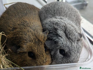 Guinea Pig rodents for sale: 2 girl guinea pig - Advert 1