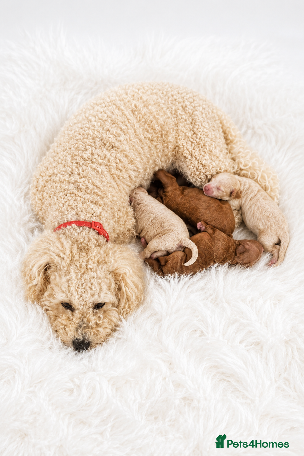 Poochon dogs Poochon Puppies  - Advert 1