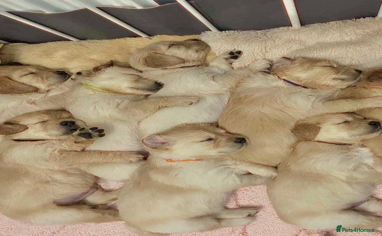 Golden Retriever dogs - Advert 5