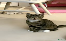 Domestic Shorthair cats for sale: Male cat for rehome due to house move.  - Image 1