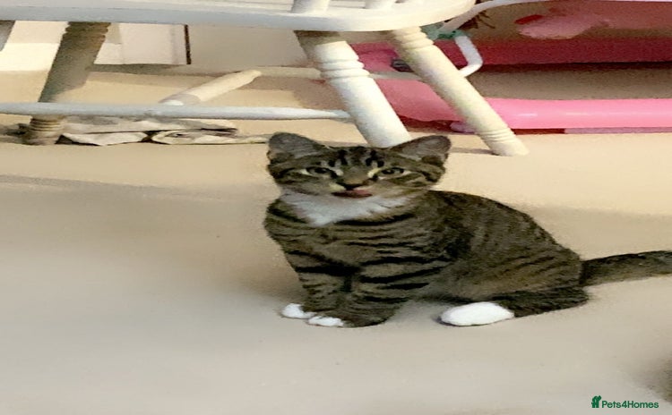 Domestic Shorthair cats - Advert 2