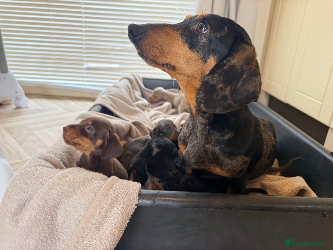 Dachshund dogs for sale: ⭐️LAST BOY AVAILABLE- Mini dachshunds pups⭐️ - Advert 26