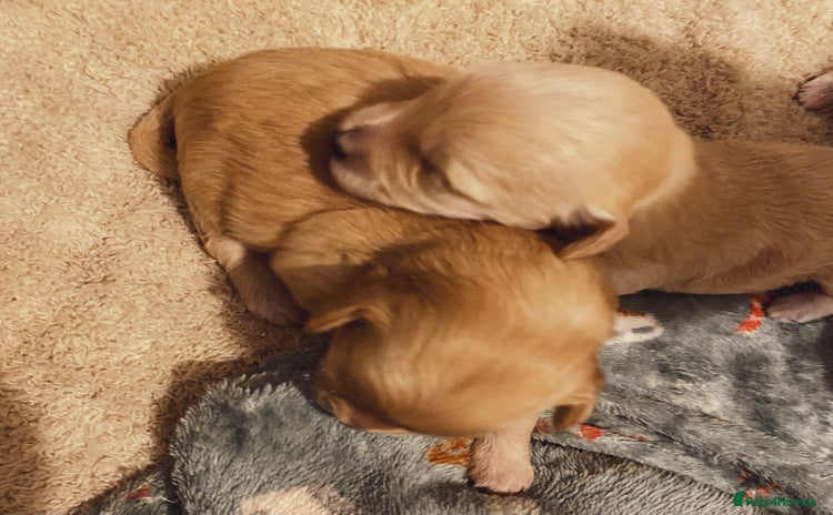 Maltipoo dogs - Advert 12