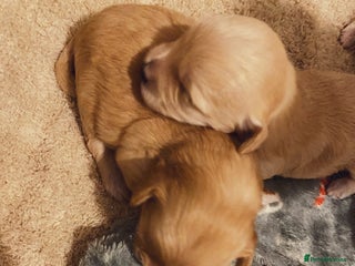 Maltipoo dogs - Advert 5