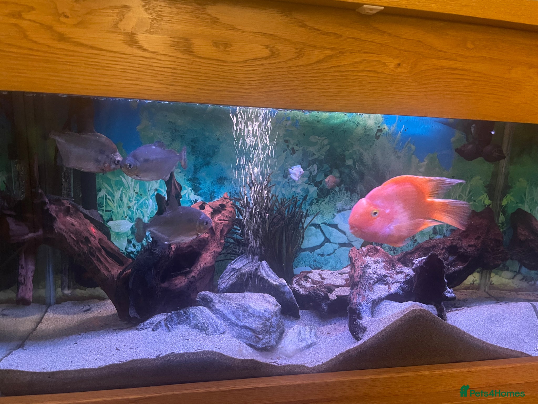 Cichlids fish for sale: Parrot fish for sale - Advert 2