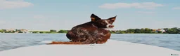 Border Collie dogs for sale: Litter expected June/July 2026 - Advert 4
