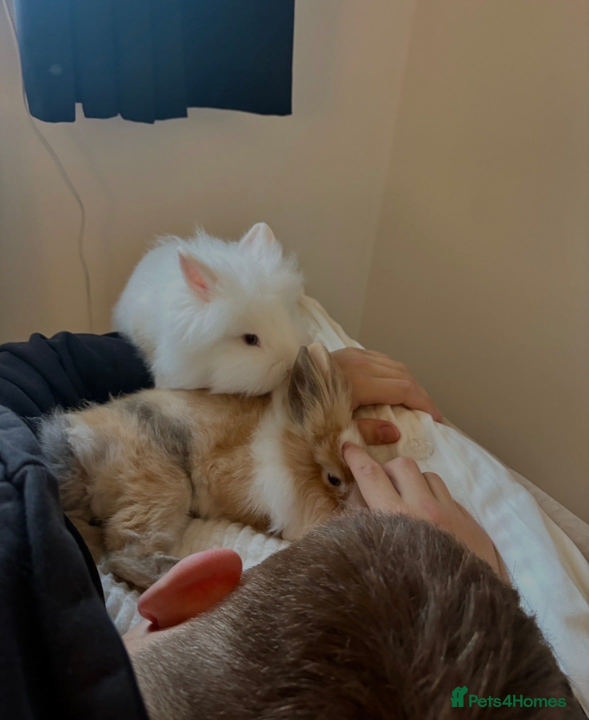 Lionhead rabbits friendly lionhead rabbits (includes everything)  - Advert 3