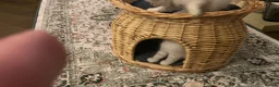 Neva Masquerade cats for sale: Neva masquerade kittens tica full ped in Derby - Advert 6