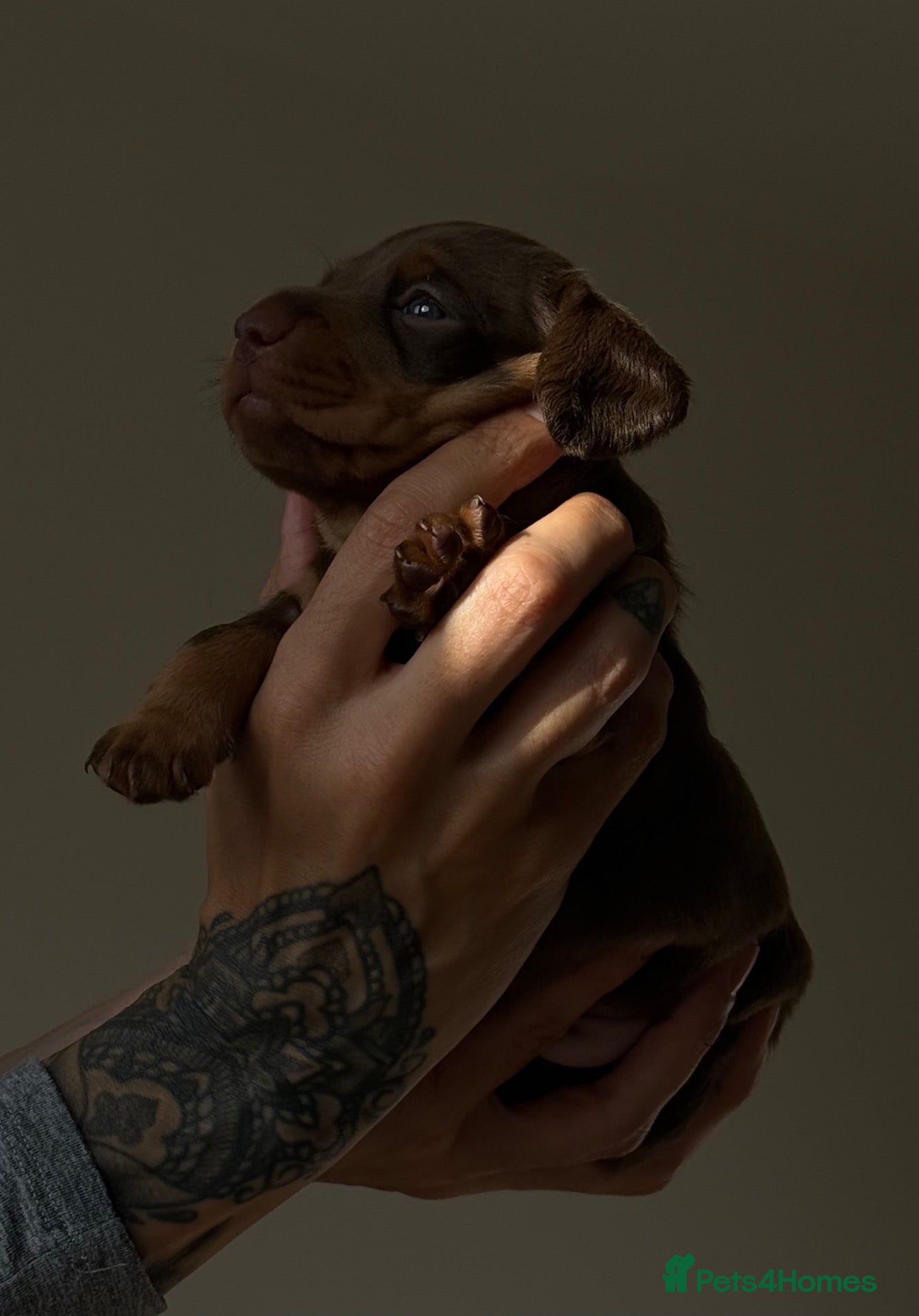 Miniature Dachshund dogs PERFECT LITTER OF MINIATURE DACHSHUNDS - Advert 1