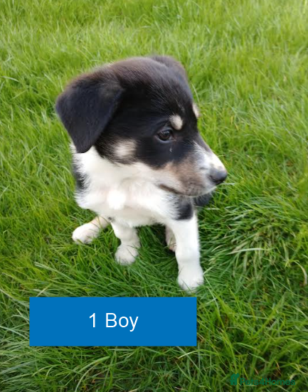 Border Collie dogs Pedigree tri-colour border collie puppies - Advert 2