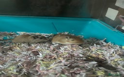 Gerbil rodents for sale: 2  gerbils and cage 9 month old  - Image 3