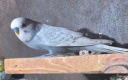 Budgerigars birds for sale: Handsome budgie - Image 2