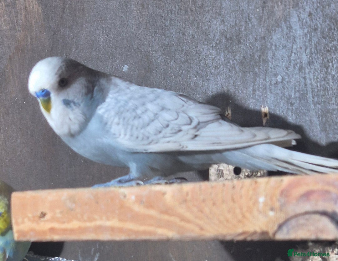 Budgerigars birds for sale: Handsome budgie - Image 2