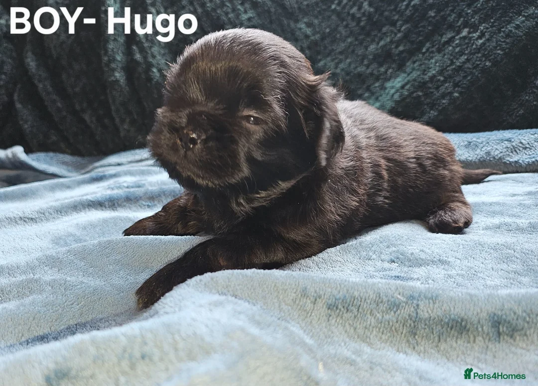 Shih Tzu dogs for sale: Shih tzus  in Derby - Advert 10