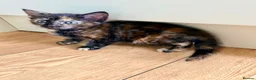 Mixed Breed cats for sale: Kittens - Advert 5