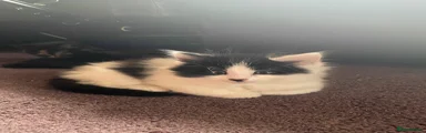 British Longhair Kitten 3
