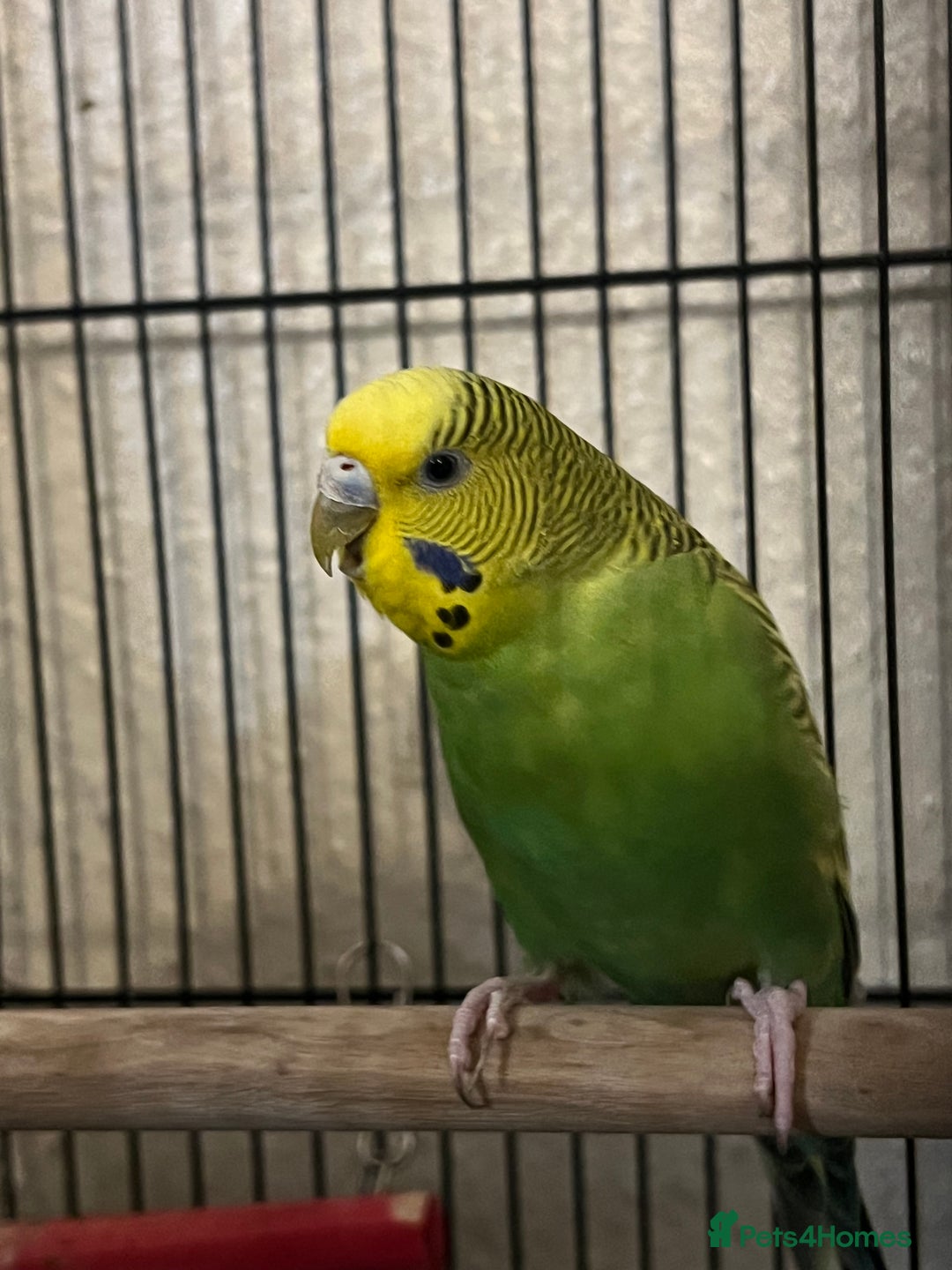 Budgerigars birds for sale: Green beatiful budgie waiting to be re-homed! - Advert 4